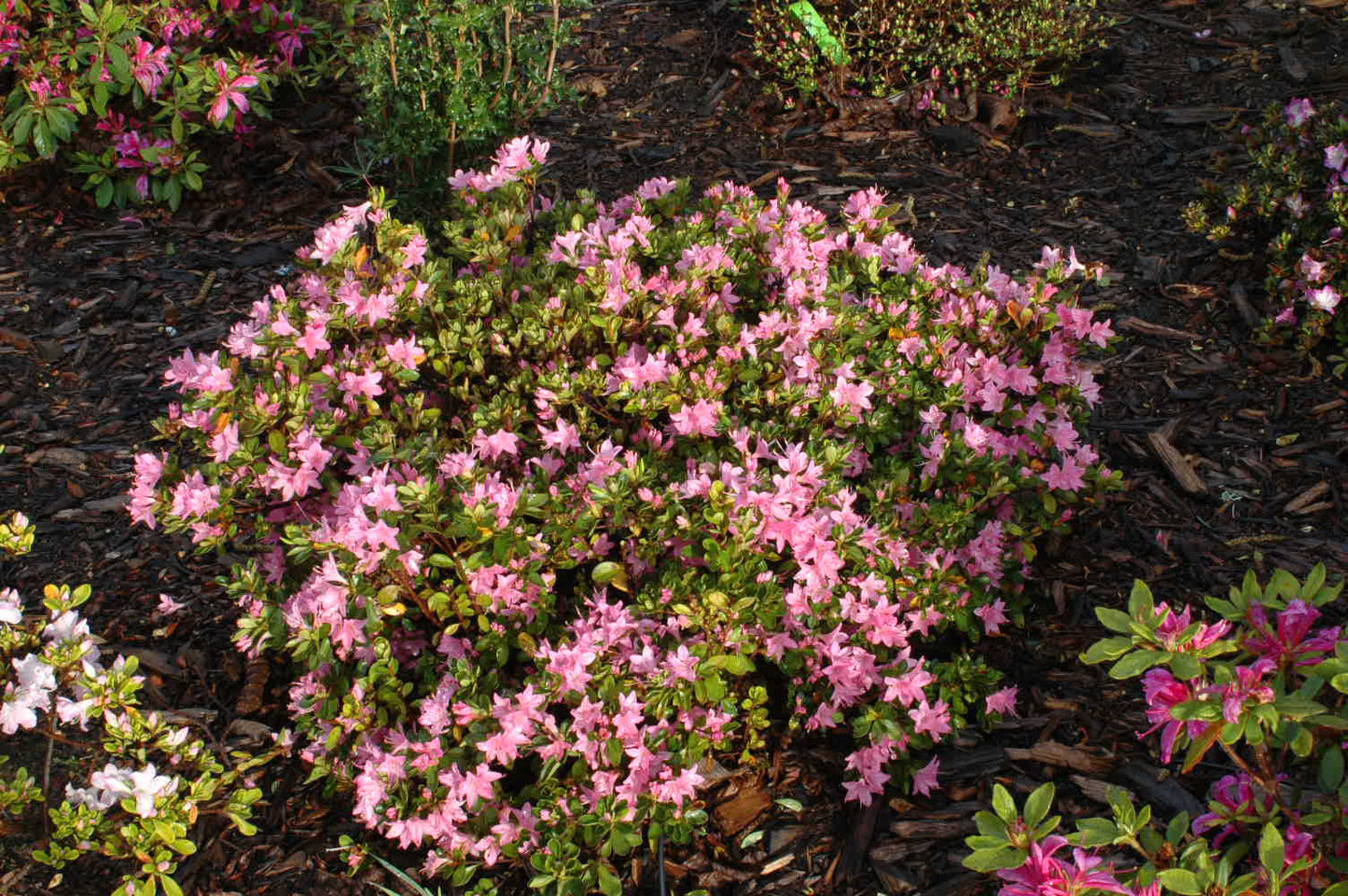 Az. 'Sweet Briar'