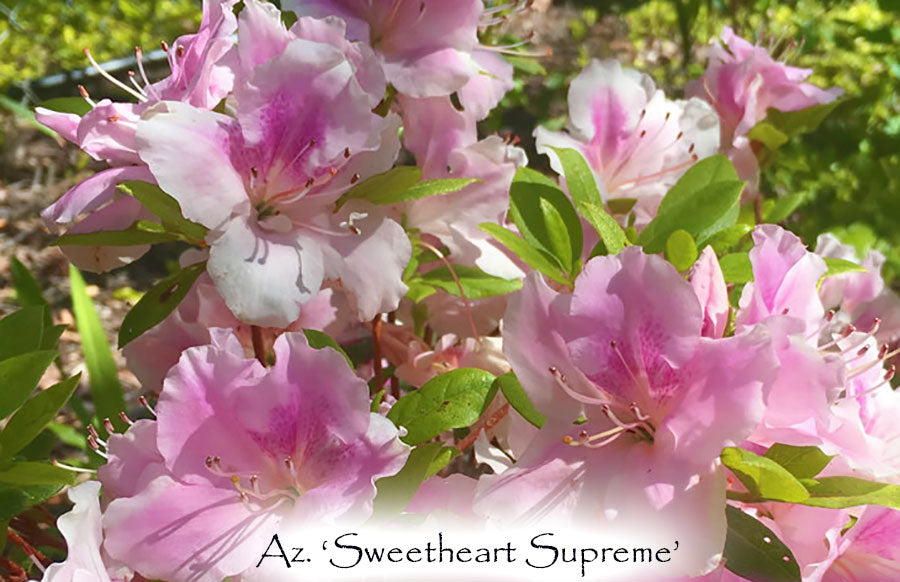 Az. 'Sweetheart Supreme'