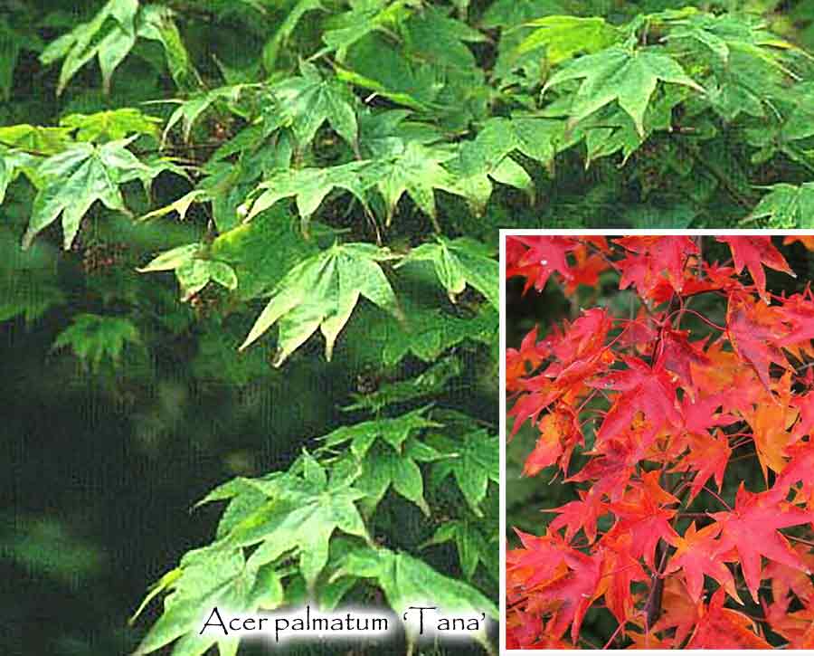 Acer palmatum 'Tana'