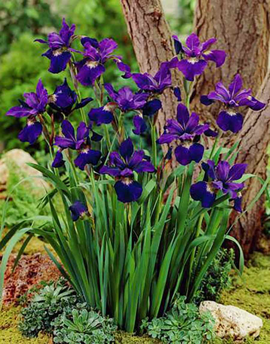 Siberian Iris 'Teal Velvet'