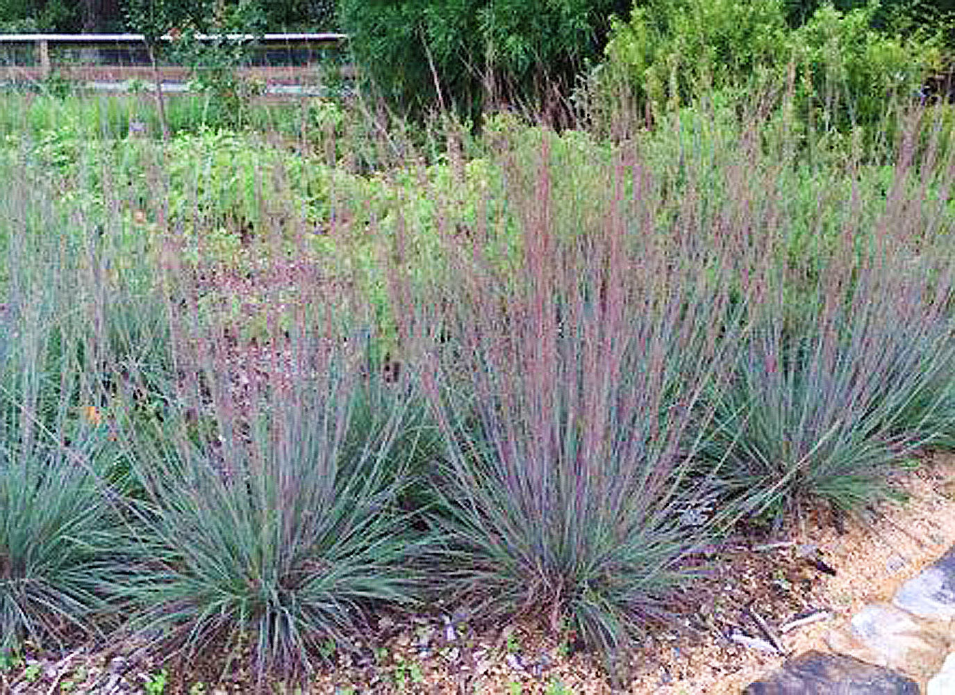 Schizachyrium scoparium 'The Blues'