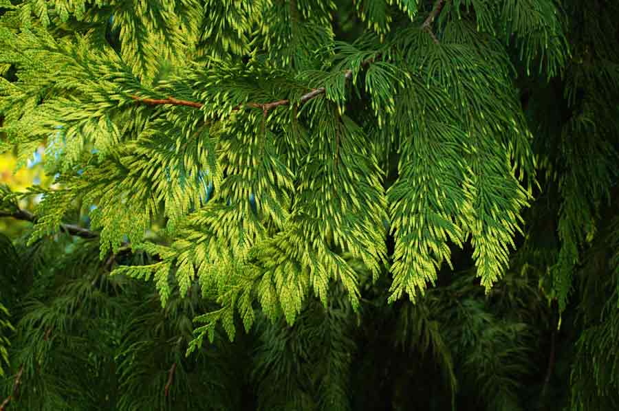 Thuja plicata 'Zebrina'