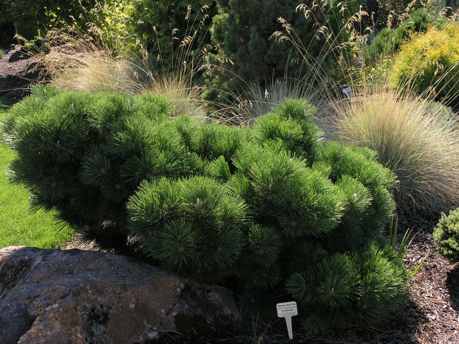 Pinus thunbergiana 'Thunderhead'