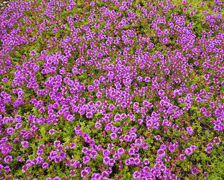 Thymus serpyllum 'Mauve'