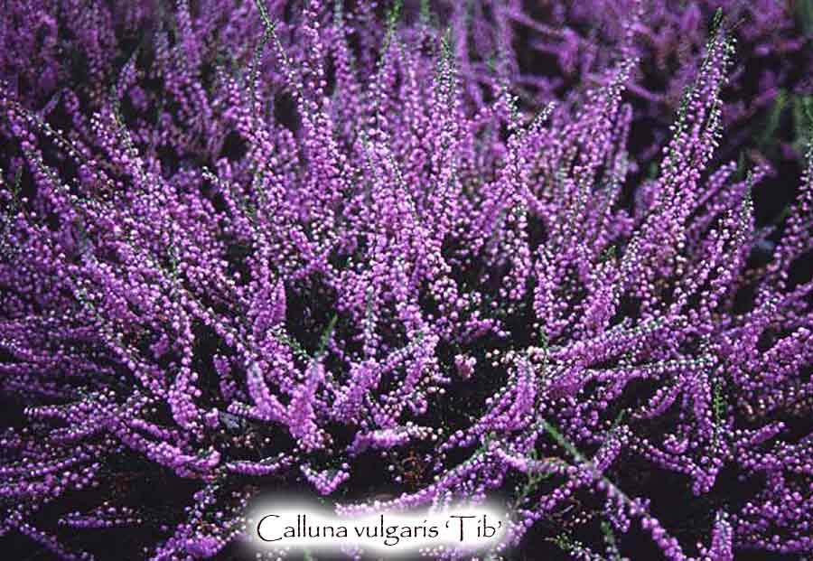 Calluna vulgaris 'Tib'