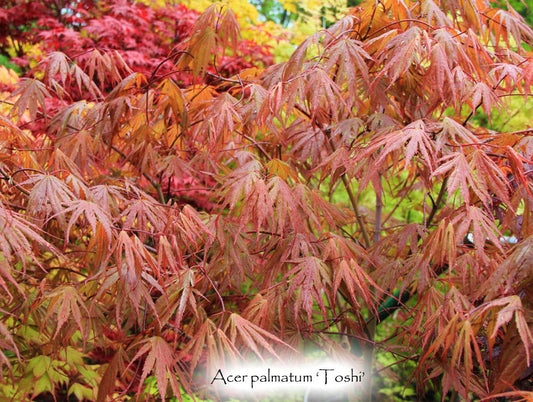 Acer palmatum 'Toshi'