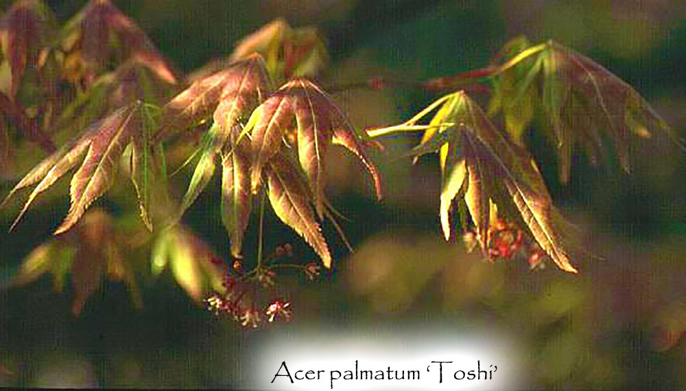 Acer palmatum 'Toshi'