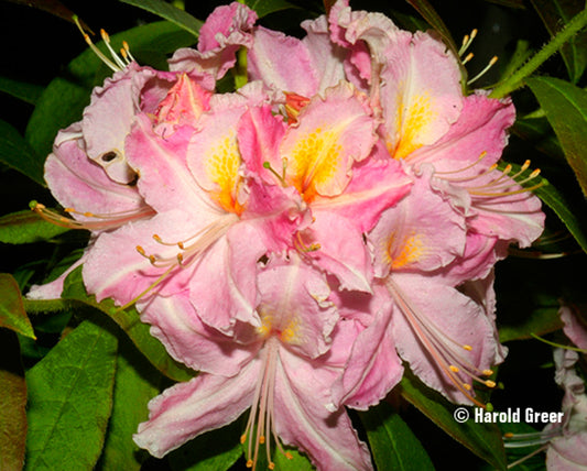 Tri-Lights Exbury Type Azalea