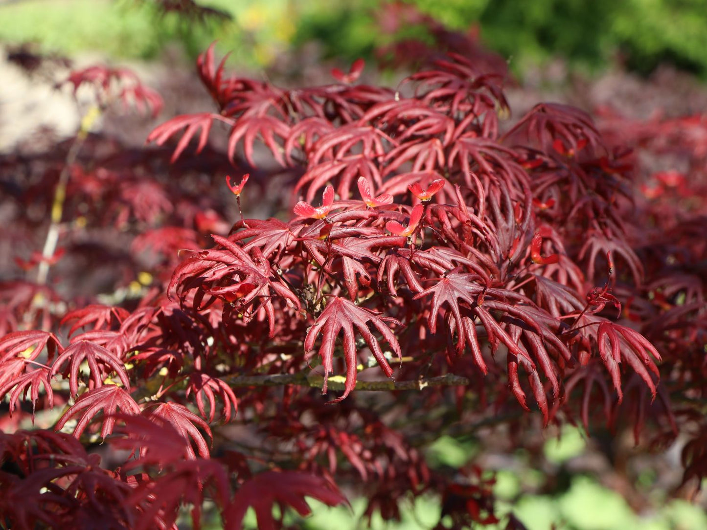 Acer palmatum 'Trompenburg'