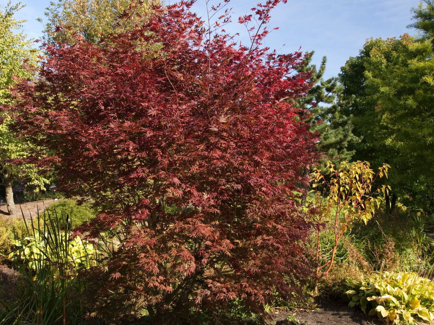 Acer palmatum 'Trompenburg'