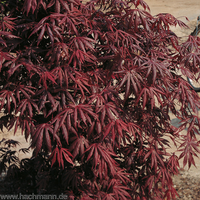 Acer palmatum 'Trompenburg'