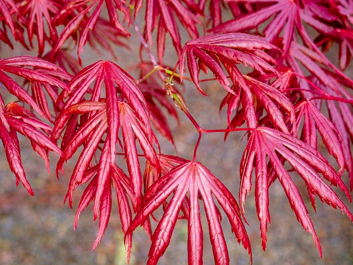 Acer palmatum 'Trompenburg'