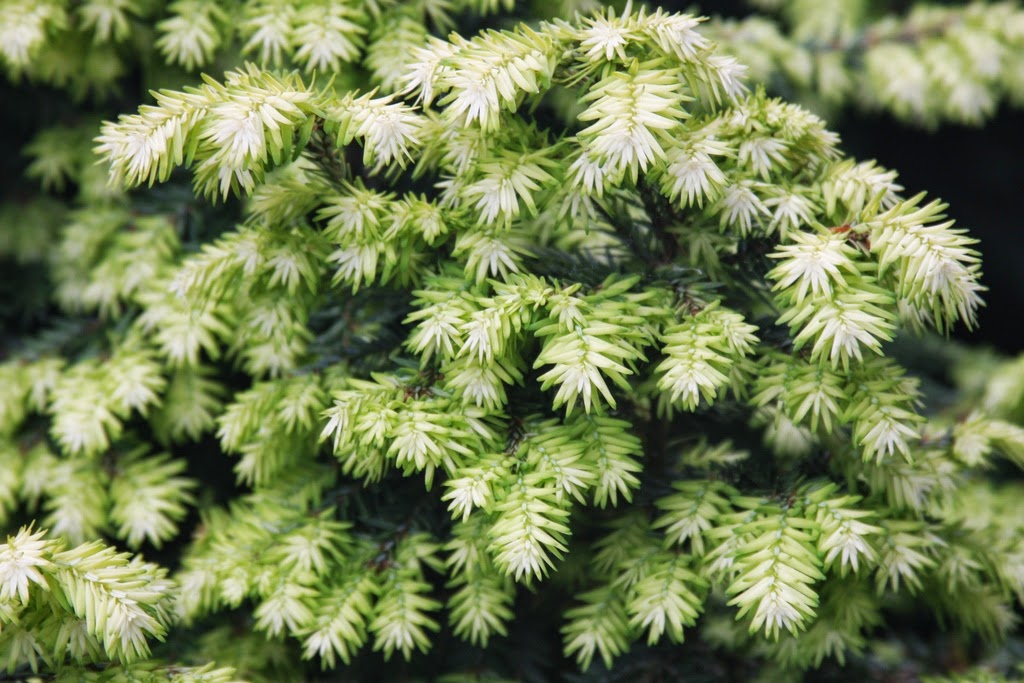 Tsuga canadensis 'Betty Rose' – Singing Tree Gardens Nursery