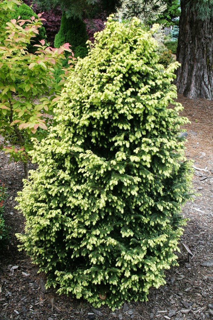 Tsuga canadensis 'Betty Rose' – Singing Tree Gardens Nursery