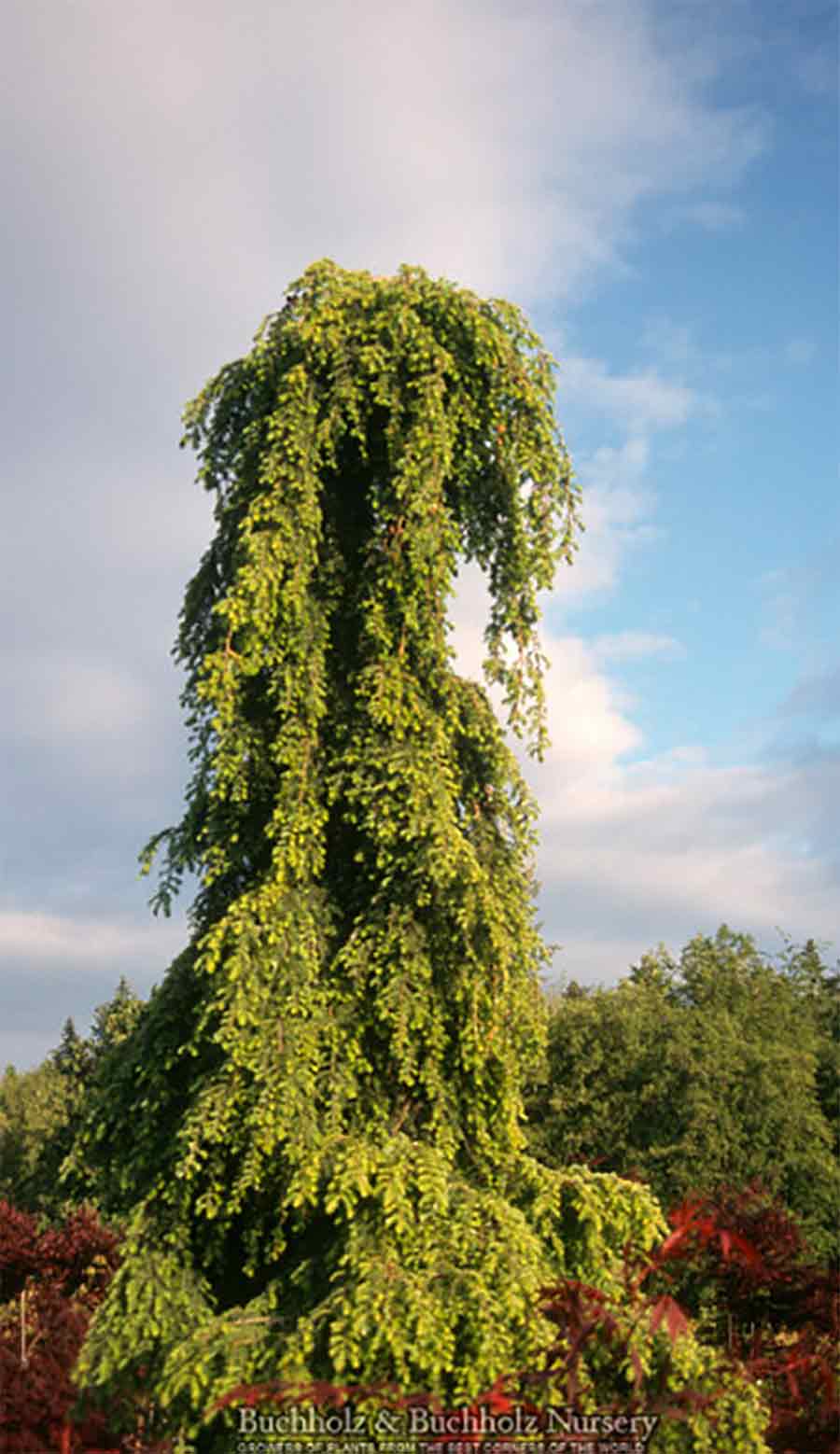 Tsuga canadensis 'Pendula'