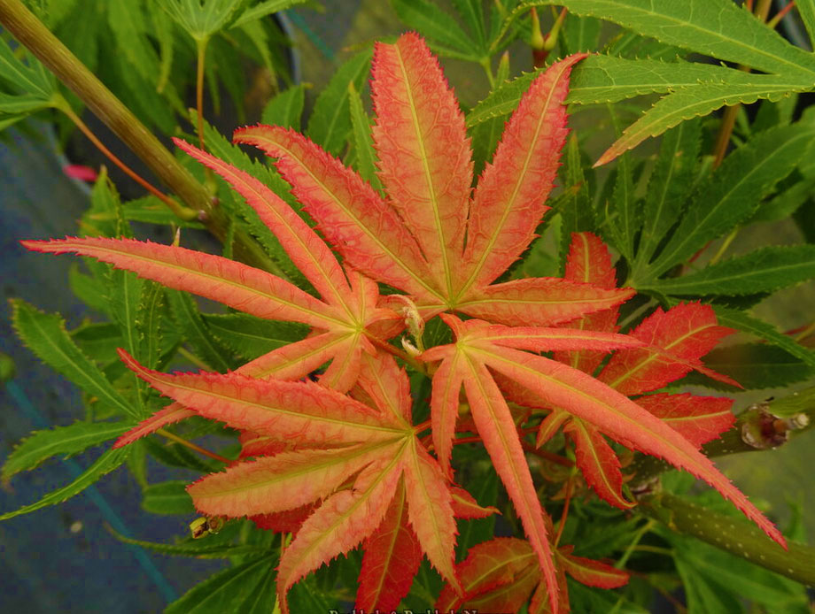 Acer palmatum 'Tsuri nishiki'