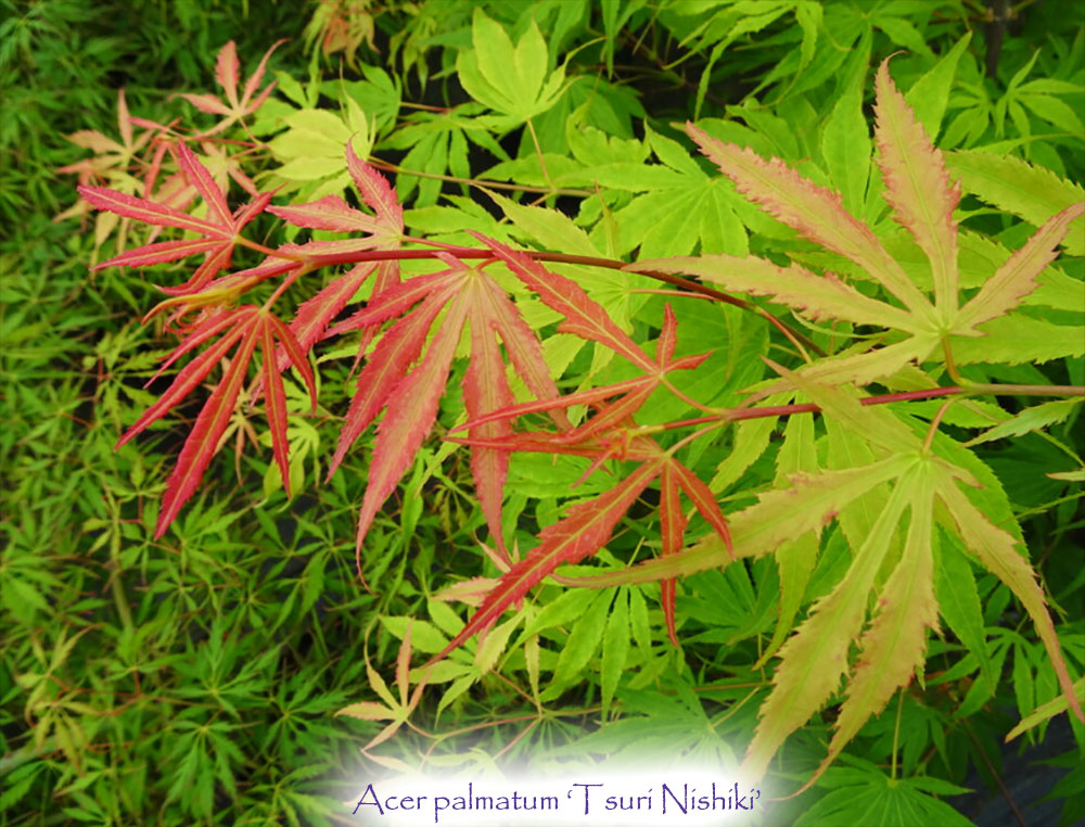 Acer palmatum 'Tsuri nishiki'