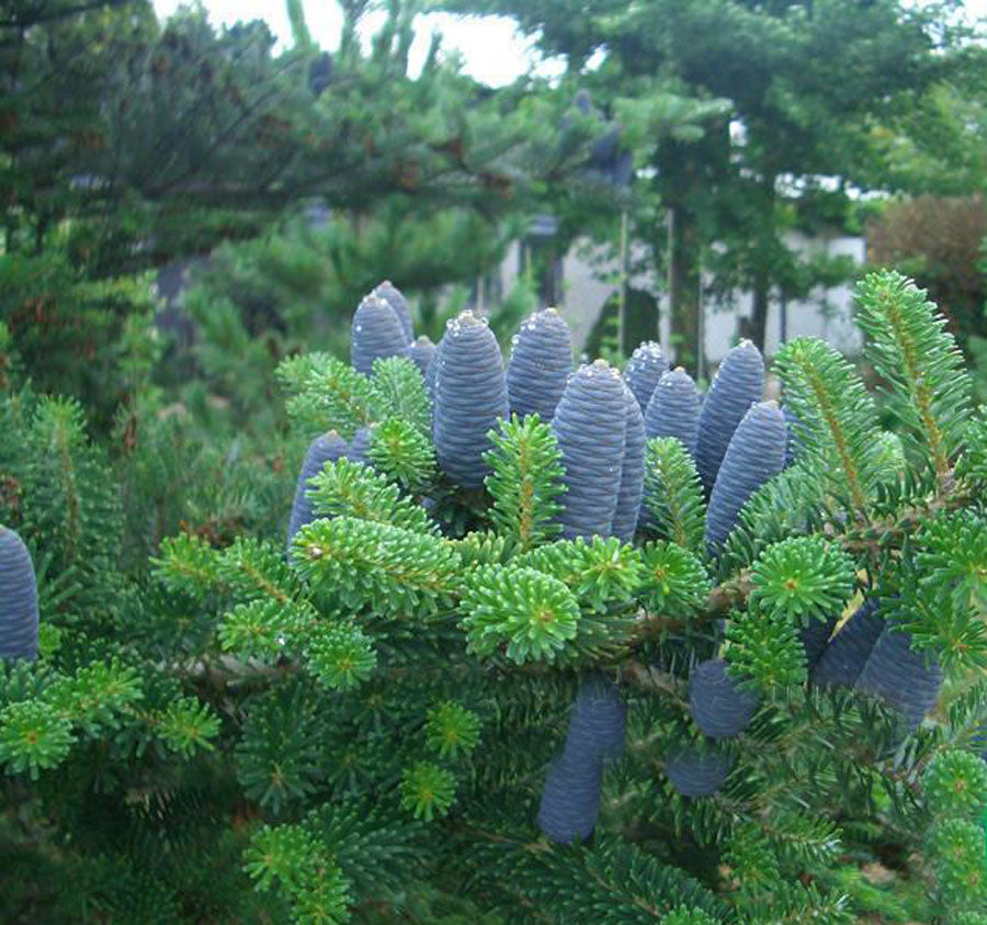 Abies koreana 'Tundra'