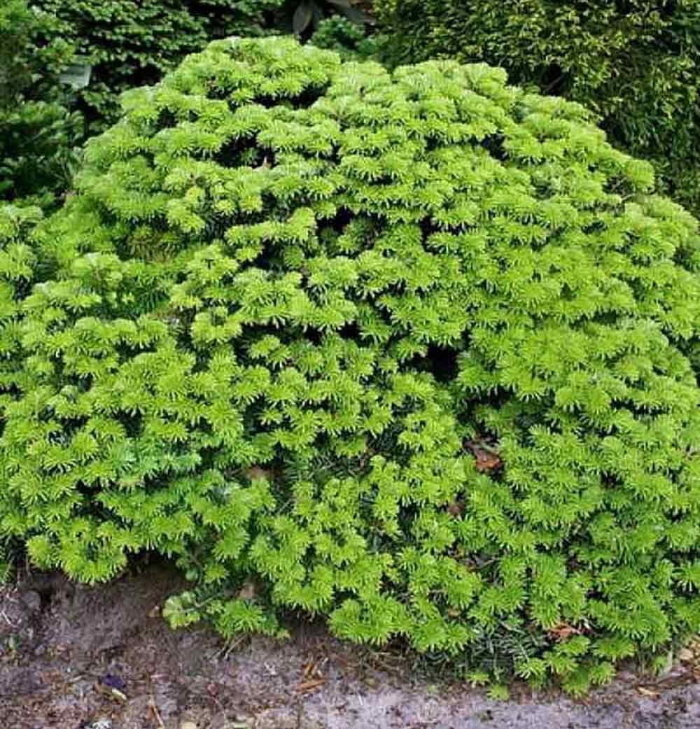 Abies koreana 'Tundra'