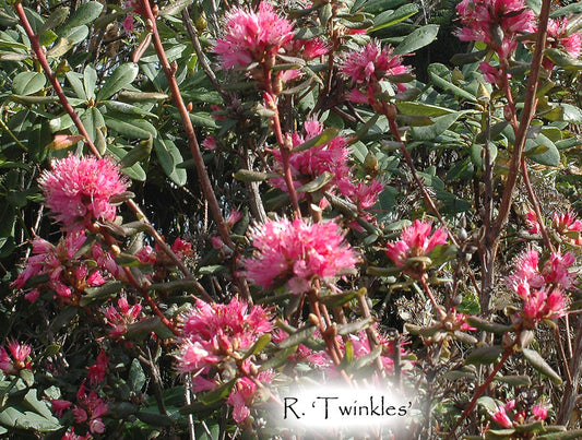 R. 'Twinkles'