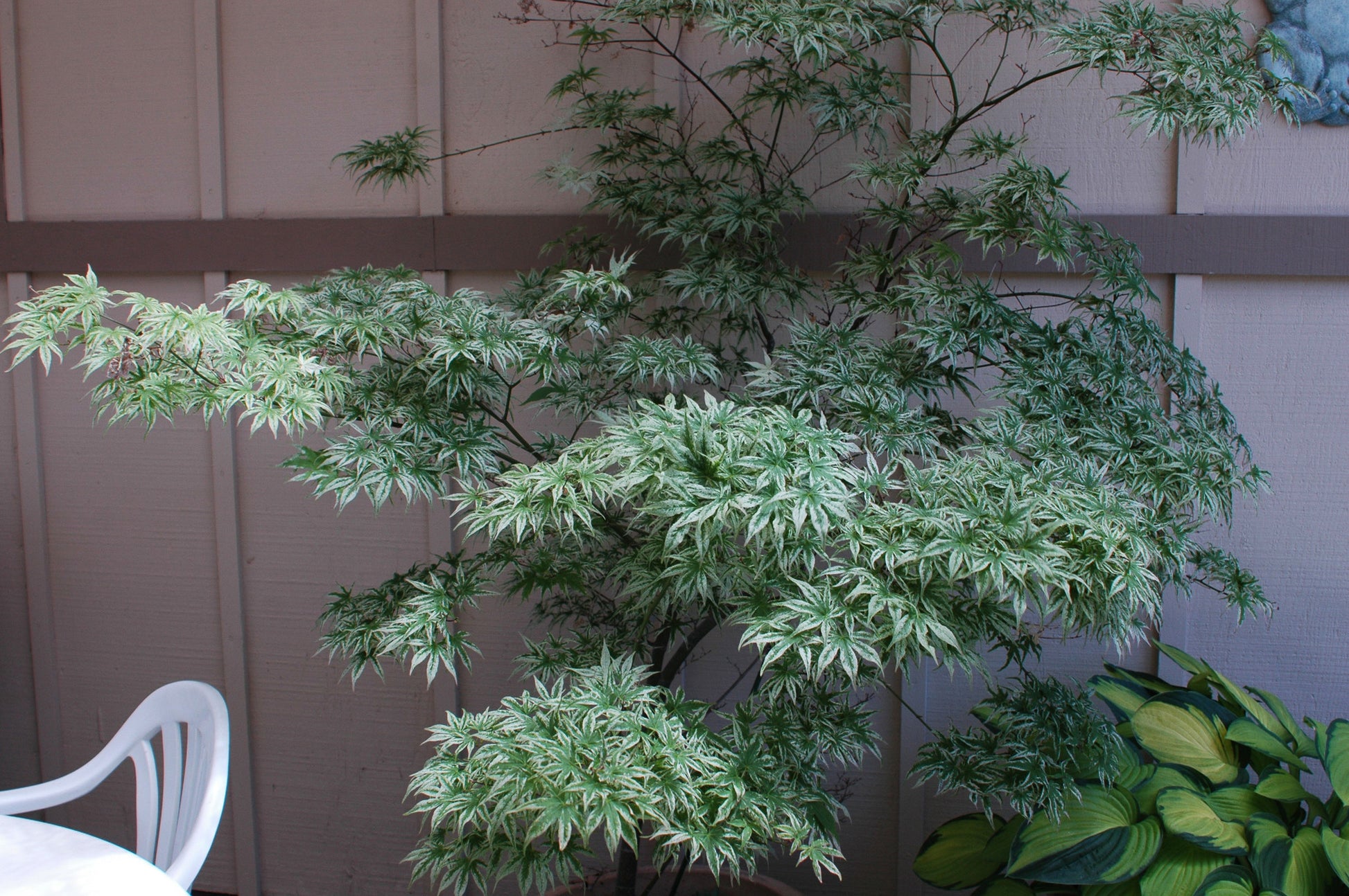 Ukigumo – Singing Tree Gardens Nursery