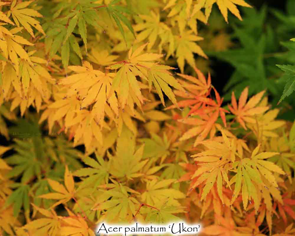 Acer palmatum 'Ukon' – Singing Tree Gardens Nursery