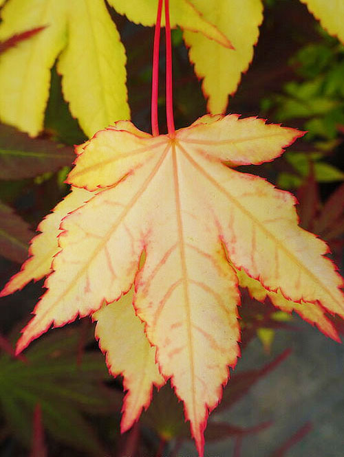 Acer palmatum 'Usu Midori'