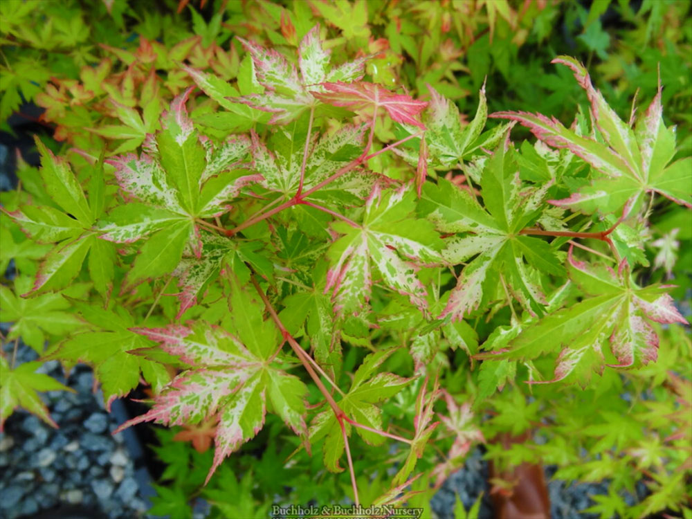 Acer palmatum 'Uzen Nishiki'