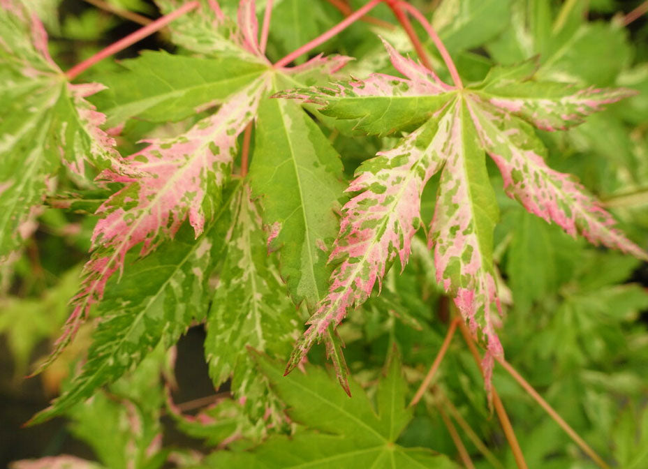 Acer palmatum 'Uzen Nishiki'