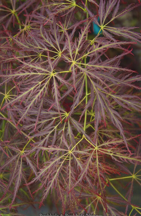 Acer palmatum 'Van den Akker'