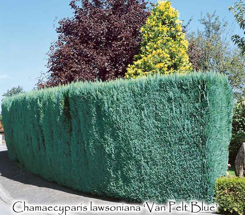 chamaecyparis lawsoniana hedge