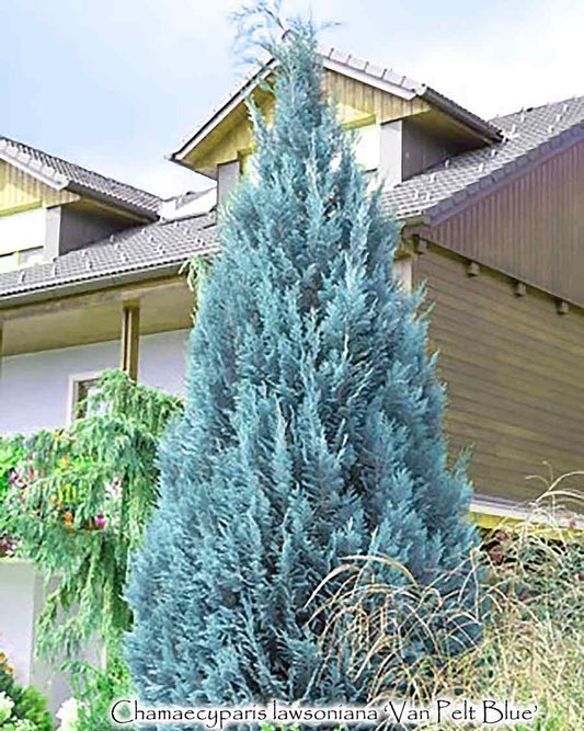 Chamaecyparis lawsoniana 'Van Pelt's Blue'