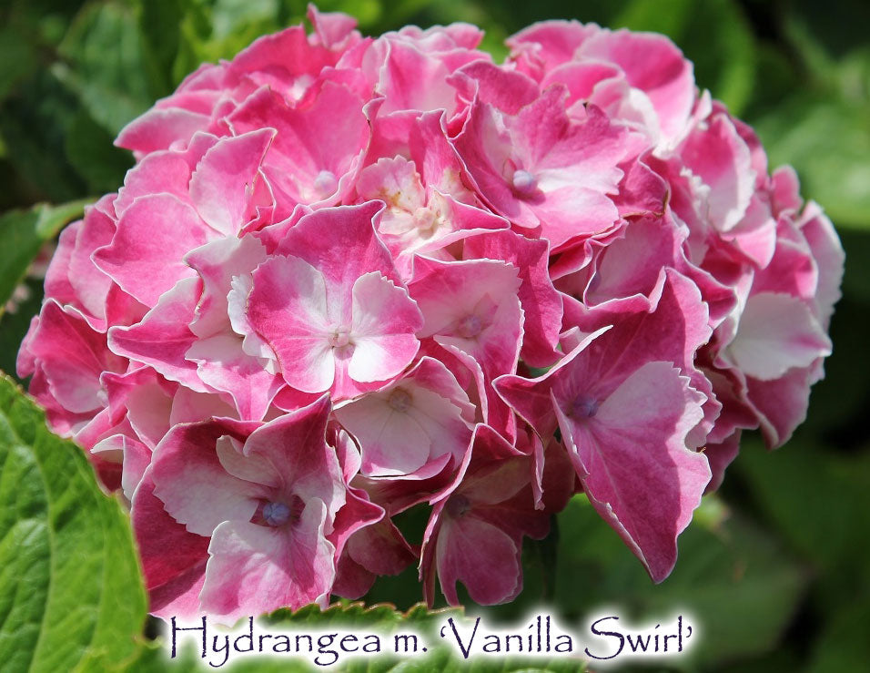 Hydrangea macrophylla 'Vanilla Swirl'