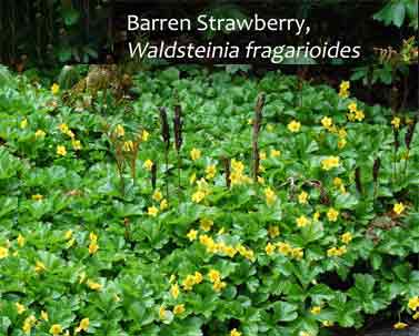 Waldsteinia fragariodes - Barren Strawberry