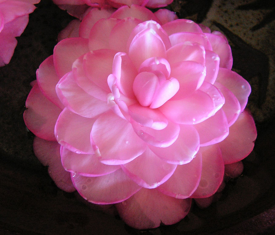 Camellia x williamsii 'Water Lily'