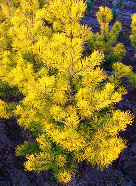 Pinus virginiana 'Wate's Golden'