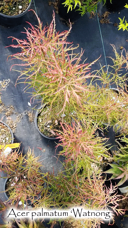 Acer palmatum 'Watnong'