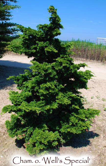 Chamaecyparis obtusa 'Wells Special'