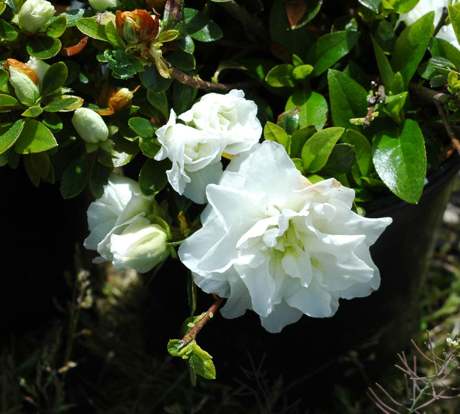 White Rosebud