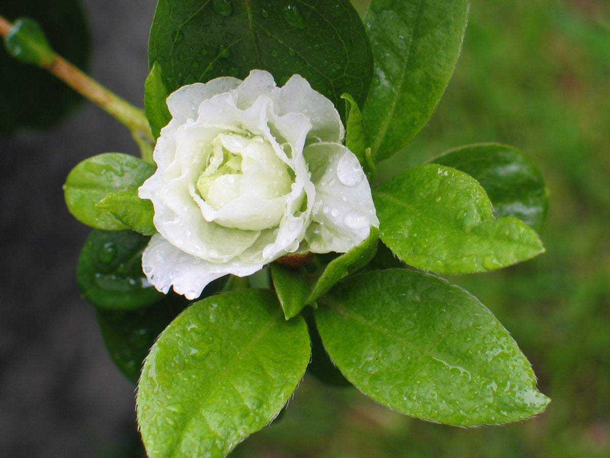 White Rosebud