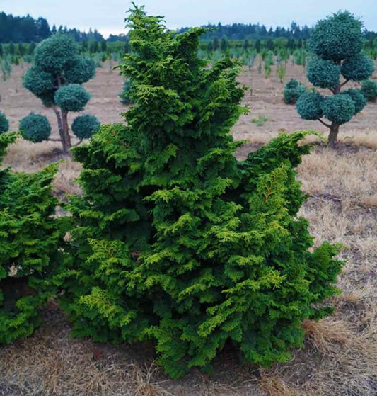 Chamaecyparis obtusa 'Willamette Elegance'