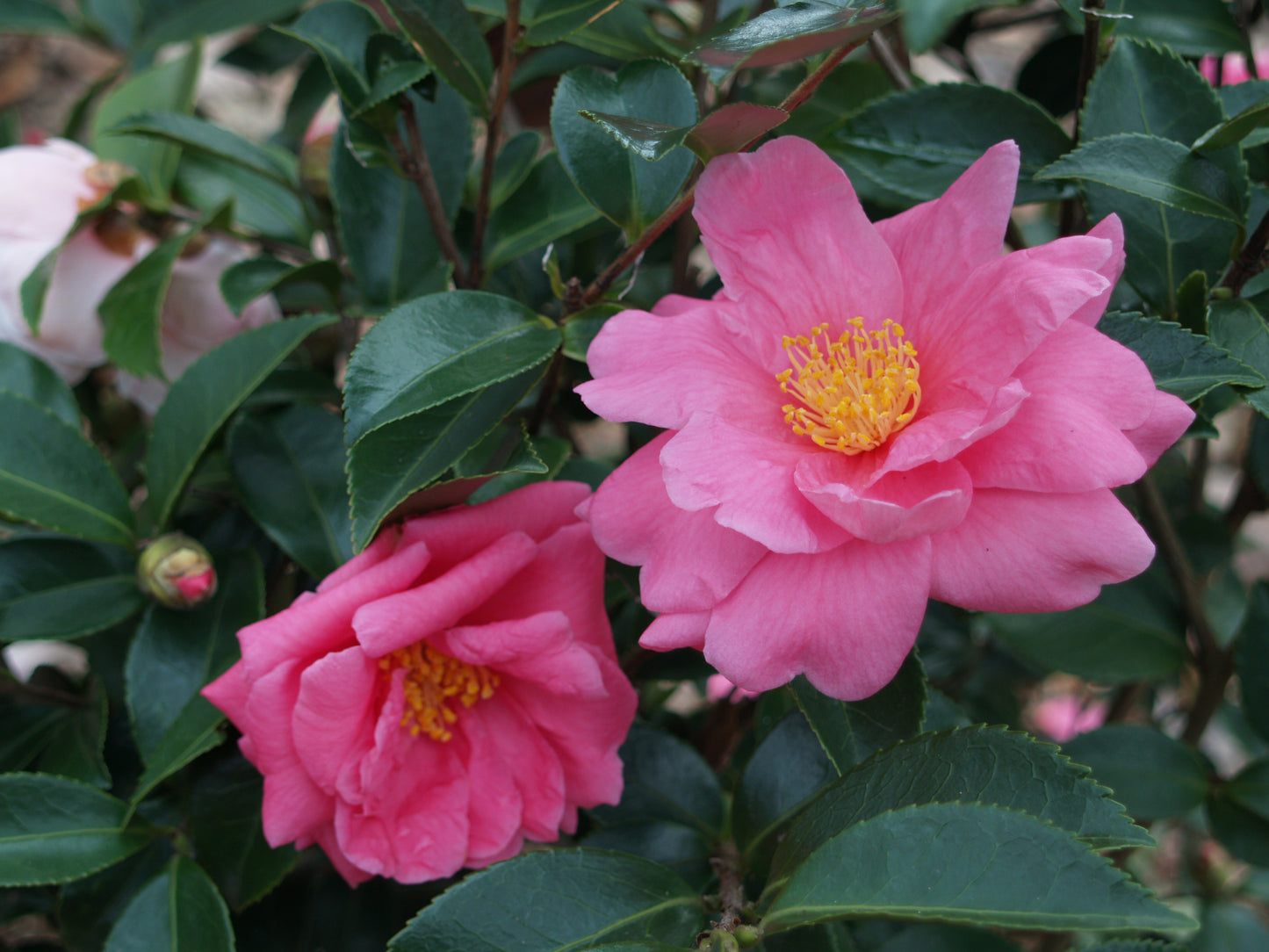 Camellia x 'Winter's Joy'