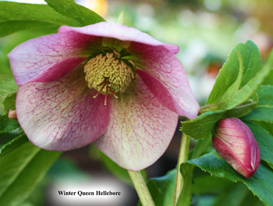 Helleborus 'Winter Queen Strain'