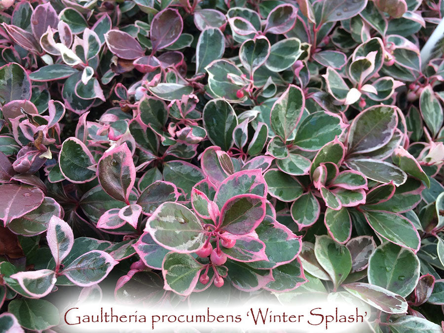 Winter Splash Wintergreen - Gaultheria procumbens 'Winter Splash'