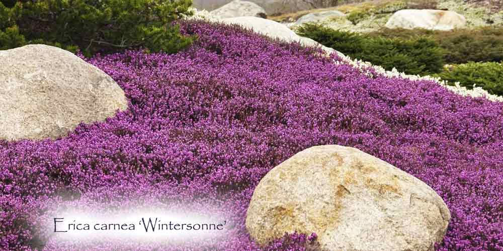 Erica carnea 'Wintersonne'