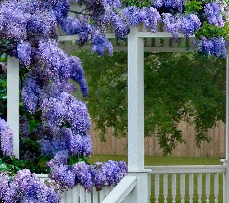 Wisteria macrostachya 'Blue Moon'