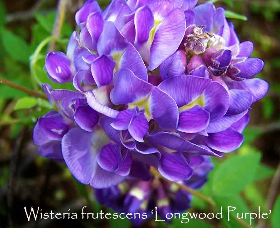 Wisteria frutescens 'Longwood Purple'