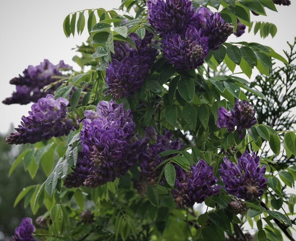 Wisteria frutescens 'Longwood Purple'