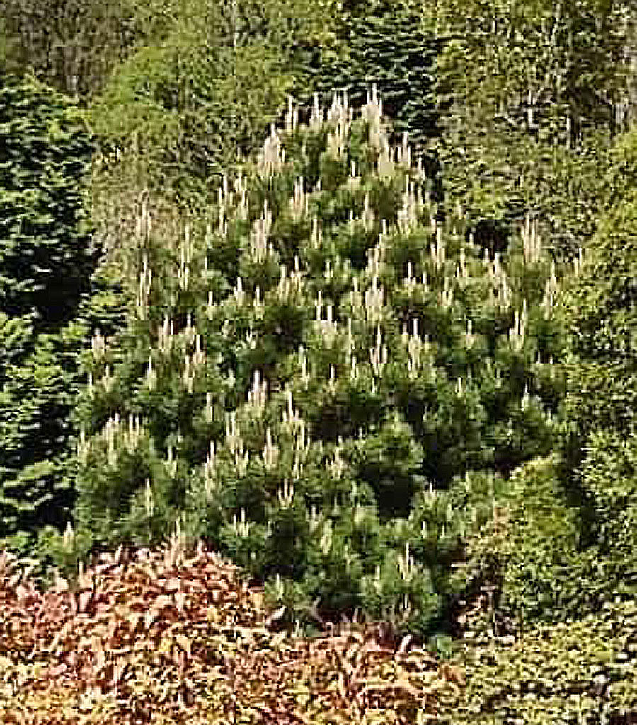 Pinus thunbergiana 'Yatsubusa'