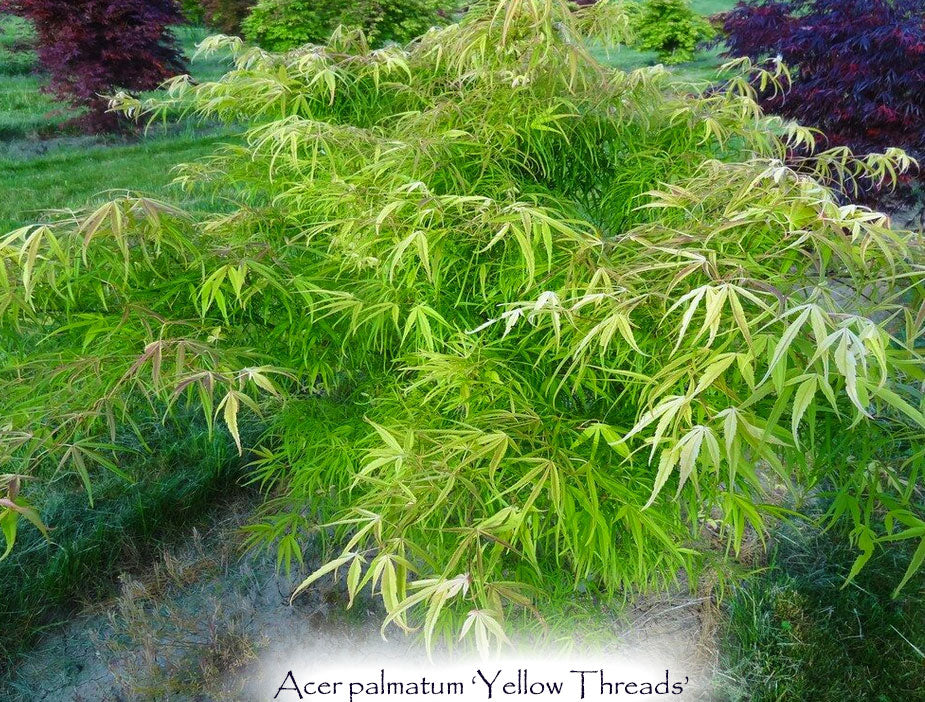 Acer palmatum 'Yellow Threads'